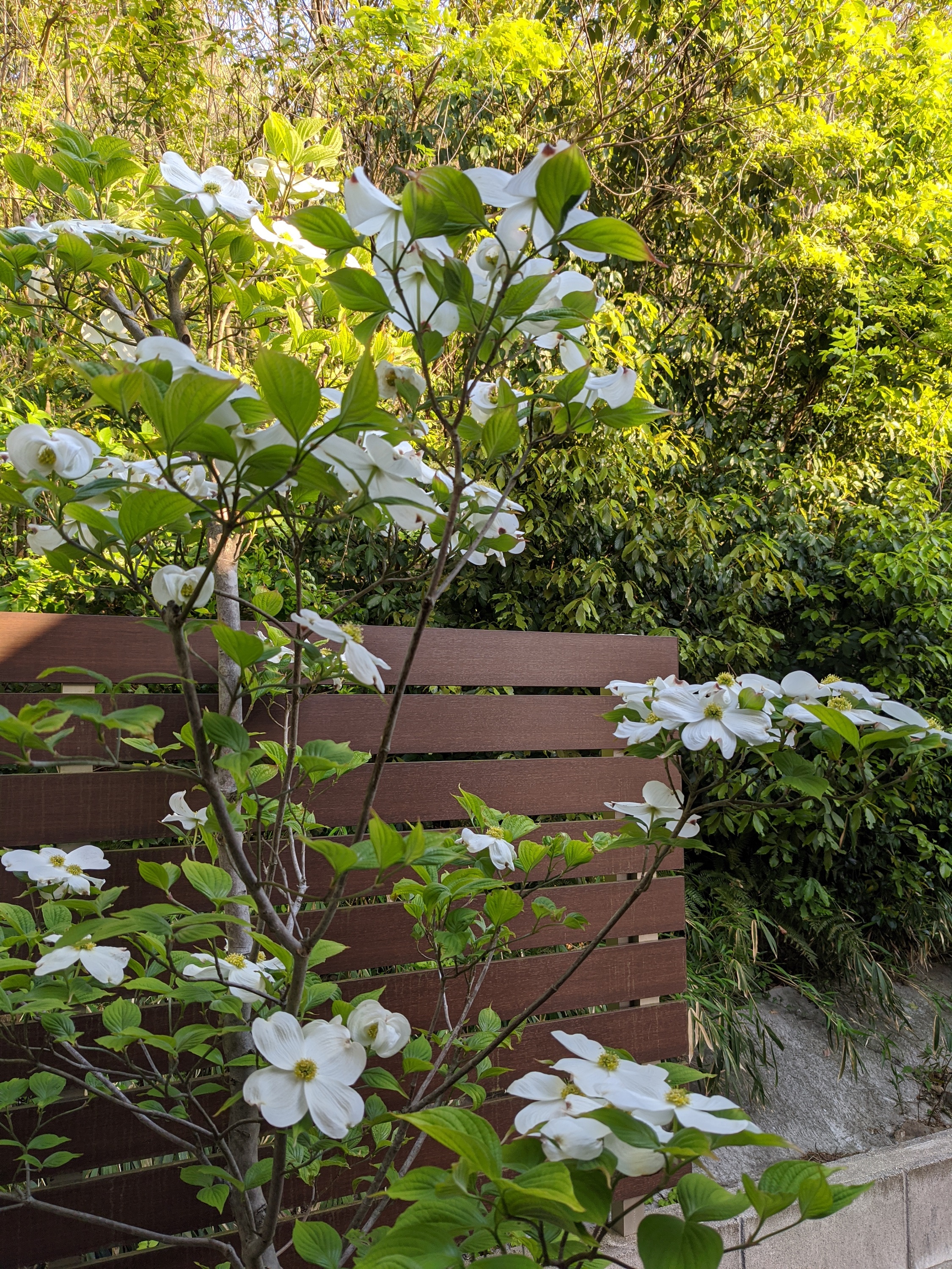 ハナミズキが咲きました ブログ 外構工事 ガーデンエクステリアのことならestina エスティナ 岡山へ